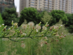 Erigeron canadensis