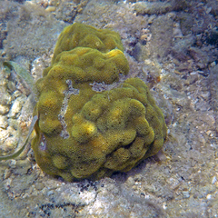 Mustard Hill Coral