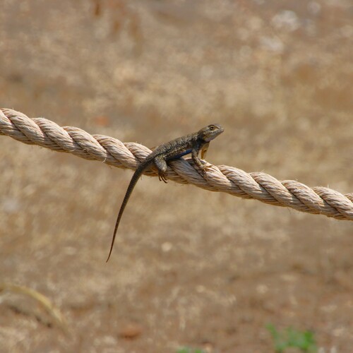 iNaturalist observation photo of Western Fence Lizard