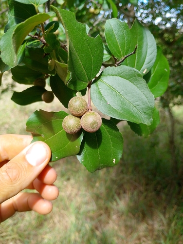 Sarcomphalus joazeiro