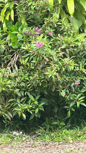 Fuchsia paniculata, 2026-05-09