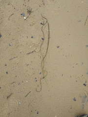 Zostera muelleri