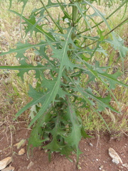 Lactuca indica