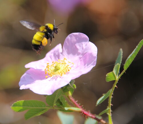 iNaturalist observation photo of Sonoran Bumble Bee
