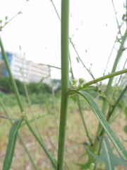 Lactuca indica