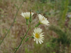 Lactuca indica