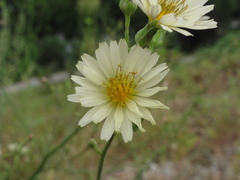Lactuca indica