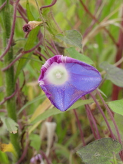 Ipomoea