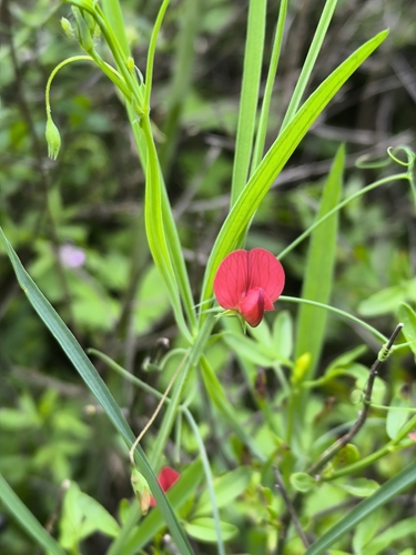 Lathyrus setifolius, photograph 5