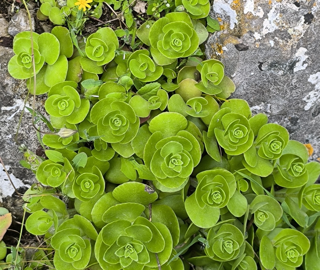 Phedimus obtusifolius; photograph (c) Umut Nuri Erdoğan, some rights reserved (CC BY)