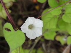 Ipomoea