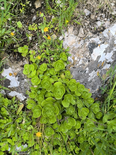 Phedimus obtusifolius, photograph 3
