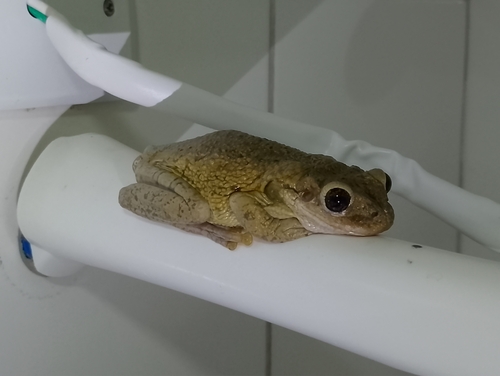 Bokermann's Casque-headed Tree Frog