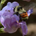 Two-form Bumble Bee Complex - Photo (c) Andrew DuBois, some rights reserved (CC BY-NC-ND), uploaded by Andrew DuBois