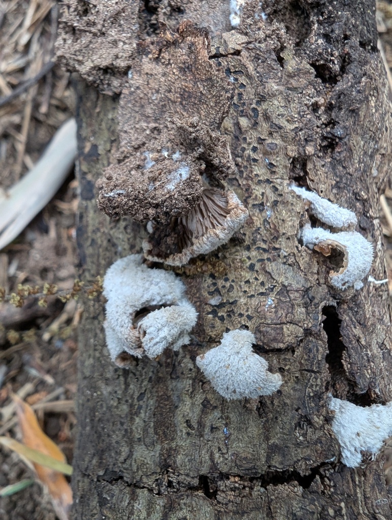 Schizophyllum commune · May 2026 · photo: © atsushi_nakajima_cirque (iNaturalist, cc-by)