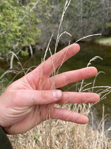Muhlenbergia mexicana, photograph 5