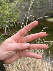 (c) Sam Turner, some rights reserved (CC BY) Muhlenbergia mexicana, photograph (c) Sam Turner, some rights reserved (CC BY)