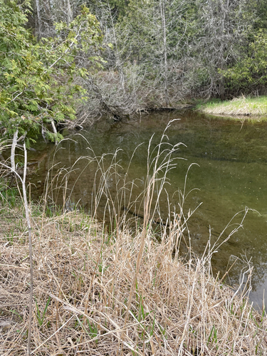 Muhlenbergia mexicana, photograph 4