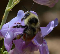 Bombus bifarius