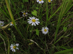 Aster indicus