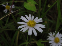 Aster indicus