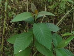 Camptotheca acuminata