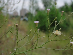Symphyotrichum subulatum