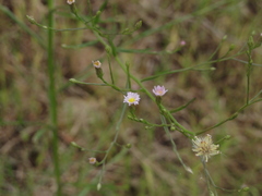 Symphyotrichum subulatum