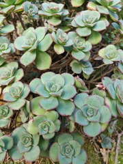 Aeonium haworthii