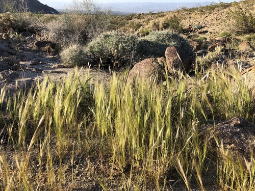 iNaturalist observation photo of cape ricegrass