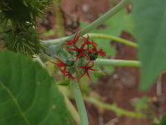 Ricinus communis