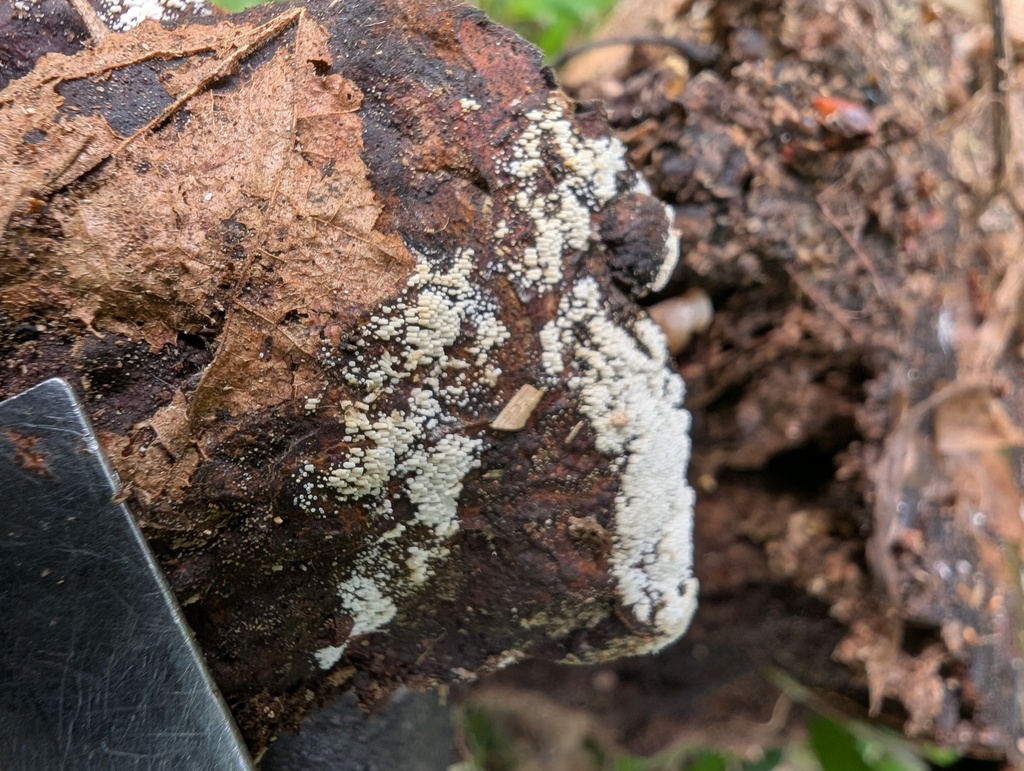 Henningsomyces candidus · May 2026 · photo: © atsushi_nakajima_cirque (iNaturalist, cc-by)