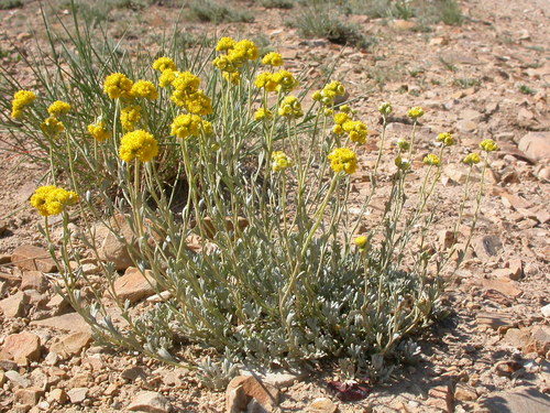 silver chickensage (Sphaeromeria argentea)