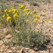 Artemisia nuttallii - Photo (c) Matt Lavin, alguns direitos reservados (CC BY-SA)