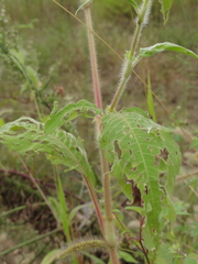 Persicaria maculosa