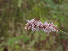 Persicaria maculosa