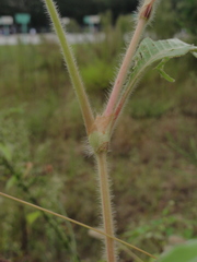 Persicaria maculosa
