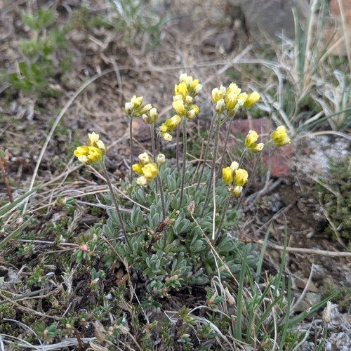 Draba incerta observed 2026-05-08