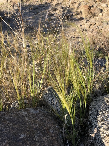iNaturalist observation photo of cape ricegrass