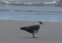 Stercorarius pomarinus