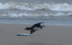 Stercorarius pomarinus