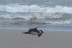 Stercorarius pomarinus