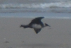 Stercorarius pomarinus