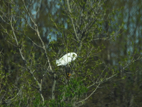Snowy Egret photographed in Minnesota