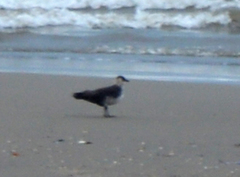 Stercorarius pomarinus