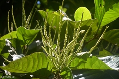 Coccoloba spicata