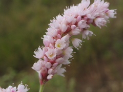 Persicaria maculosa