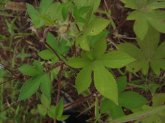Humulus scandens