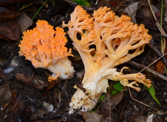 Ramaria capitata capitata