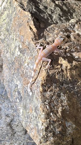 Emirati Leaf-toed Gecko